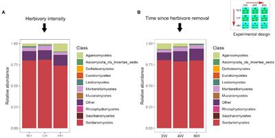 Foliar Herbivory Reduces Rhizosphere Fungal Diversity and Destabilizes the Co-occurrence Network